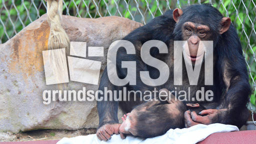 Schimpanse_1 (9).jpg